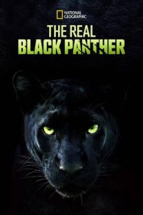 دانلود مستند The Real Black Panther 2020229564-832041166